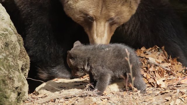 Brown bear mother with offspring