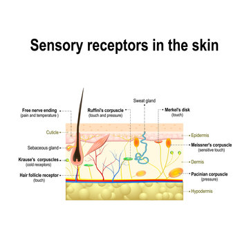 human sensory system in the skin.