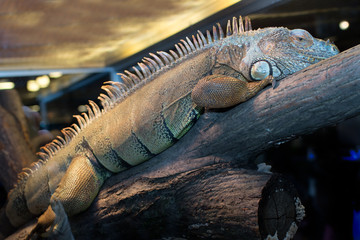 Iguana posing on a wooden branch at the zoo