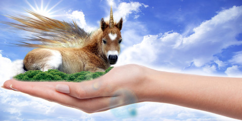 Cute Unicorn on the hand photo manipulation © Nig3la