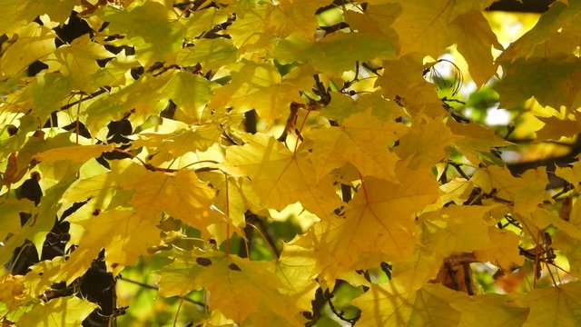 Autumn Maple Leaves In The Wind