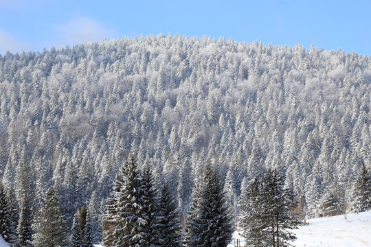 Fototapeta snovy trees on winter mountains