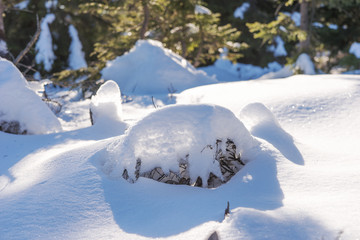 Fir branches covered with snow in the sunshine