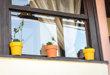 Colorful flower pots on the window