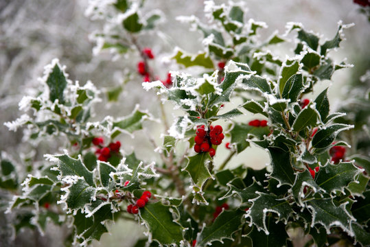 Ilex im Winter