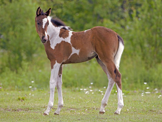Cute Paint Foal standing at pasture