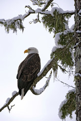 Bald Eagle sitting in tree in winter, hunting