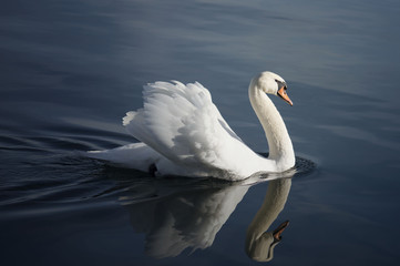 Swan posing on the lake