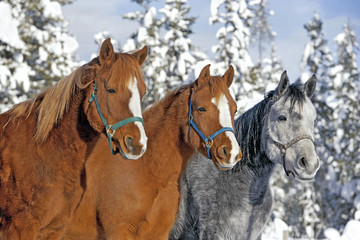 Three Arabian Horses chestnut and gray dapple, together, snow covered trees in background