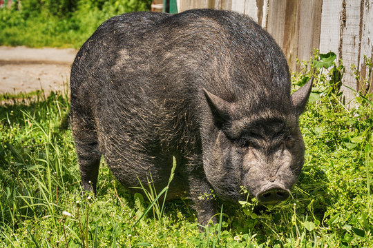 Vietnam pig