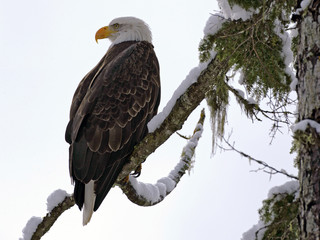 Bald Eagle perched in snow covered tree