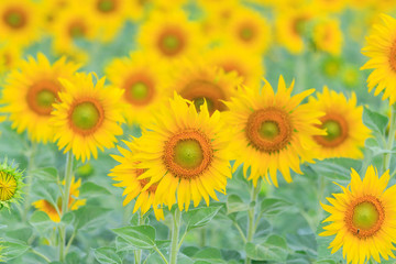 Sunflower field at the mountain