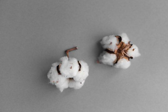 White background with branch of cotton plant © Nickolay