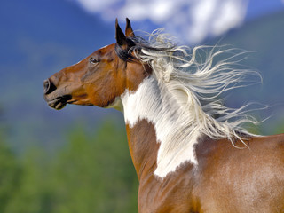 Pinto Gelding galloping, close up