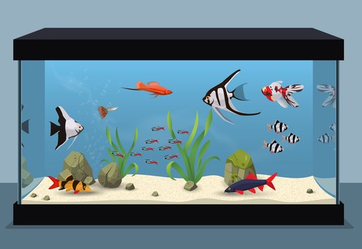 Freshwater aquarium illustration