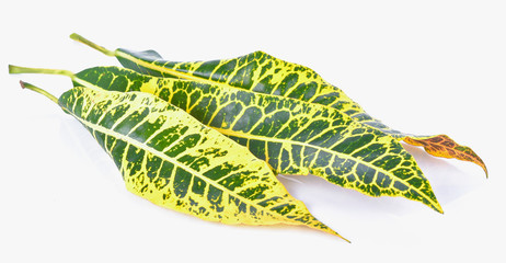 Croton leaves