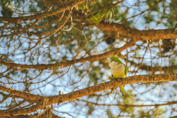 Green parrot sitting on the branch
