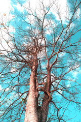 Abstract colorful of Bare tree huge sprawl of dry dead leaves in