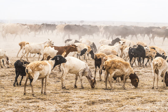 Masai Livestock