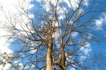 Bare tree huge sprawl of dry dead leaves in the winter paddy clo