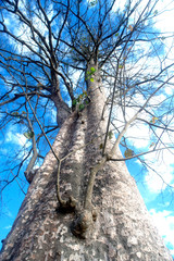 Fototapeta premium Bare tree huge sprawl of dry dead leaves in the winter paddy clo