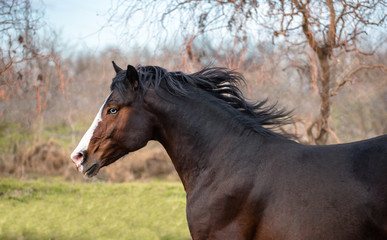 Obraz premium Portrait of buy horse with blue eyes and white line on the face on nature background