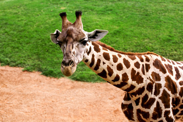 Giraffe poses and enjoying the summer day