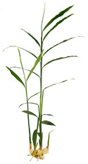 Obraz premium Fresh ginger plant