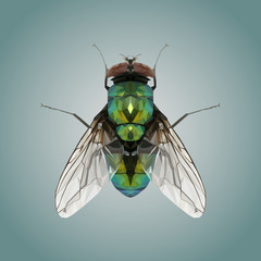 Polygonal Fly