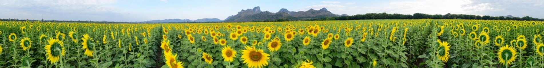 360 degree panorama of Sunflower field at the mountain