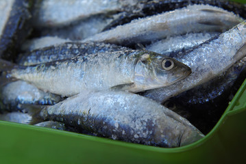 Salty Sardines