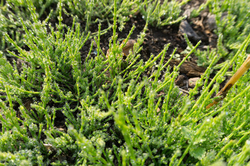 Green plant