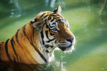Fototapeta na wymiar Tiger in the Water
