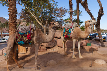 Two Camels at the desert city of Eilat