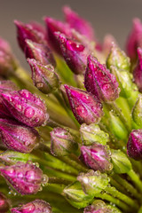 flower buds with water drops. Close up