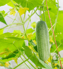 Fresh cucumber vegetable