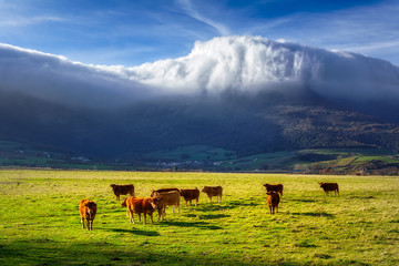 Cows in Ayala valley © mimadeo