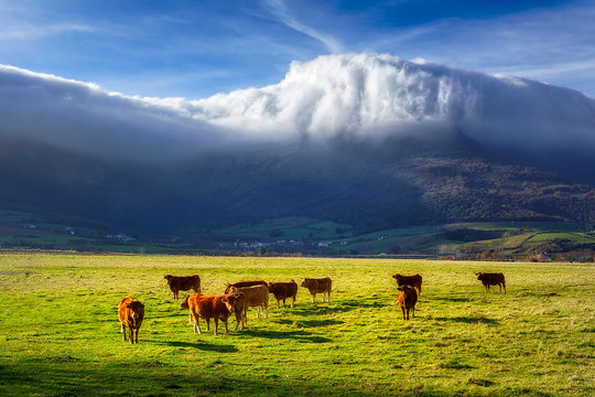 Cows In Ayala Valley