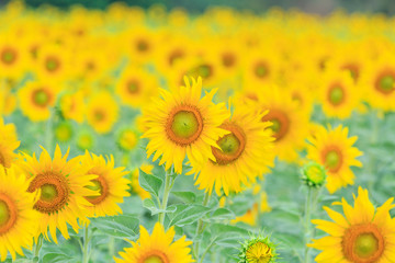 Sunflower field at the mountain