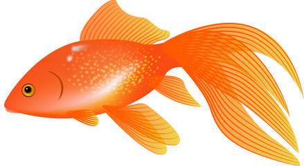 Fototapeta premium The Veiltail Goldfish