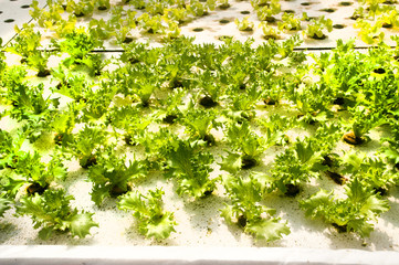 Hydrophonics farm in greenhouse at Corofield, Thailand.