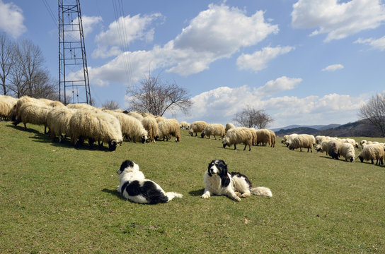 Shepherd Dog Tornjak