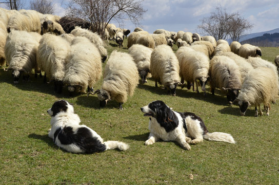 Shepherd Dog Tornjak