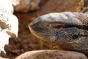 Headshot of a likkewaan