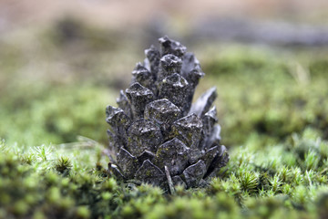 Pine cone
