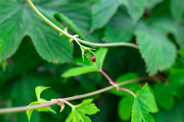Small red ladybird on the grape leaf