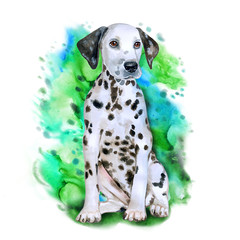 Watercolor portrait of white in black dots Dalmatian breed dog isolated on green background. Hand drawn sweet pet. Bright colors, realistic look. Greeting card design. Clip art. Add your text