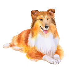 Watercolor portrait of red Collie or Sheltie, Shetland sheepdog breed dog isolated on white background. Hand drawn sweet pet. Bright colors, realistic look. Greeting card design. Clip art. Add text - 132705441