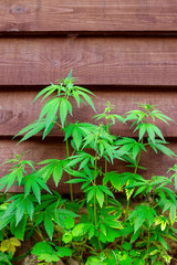 Fototapeta na wymiar natural fresh cannabis