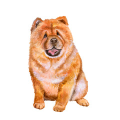 Watercolor portrait of red Chinese Chow Chow breed dog isolated on white background. Hand drawn sweet pet. Bright colors, realistic look. Greeting card design. Clip art. Add your text - 132705621